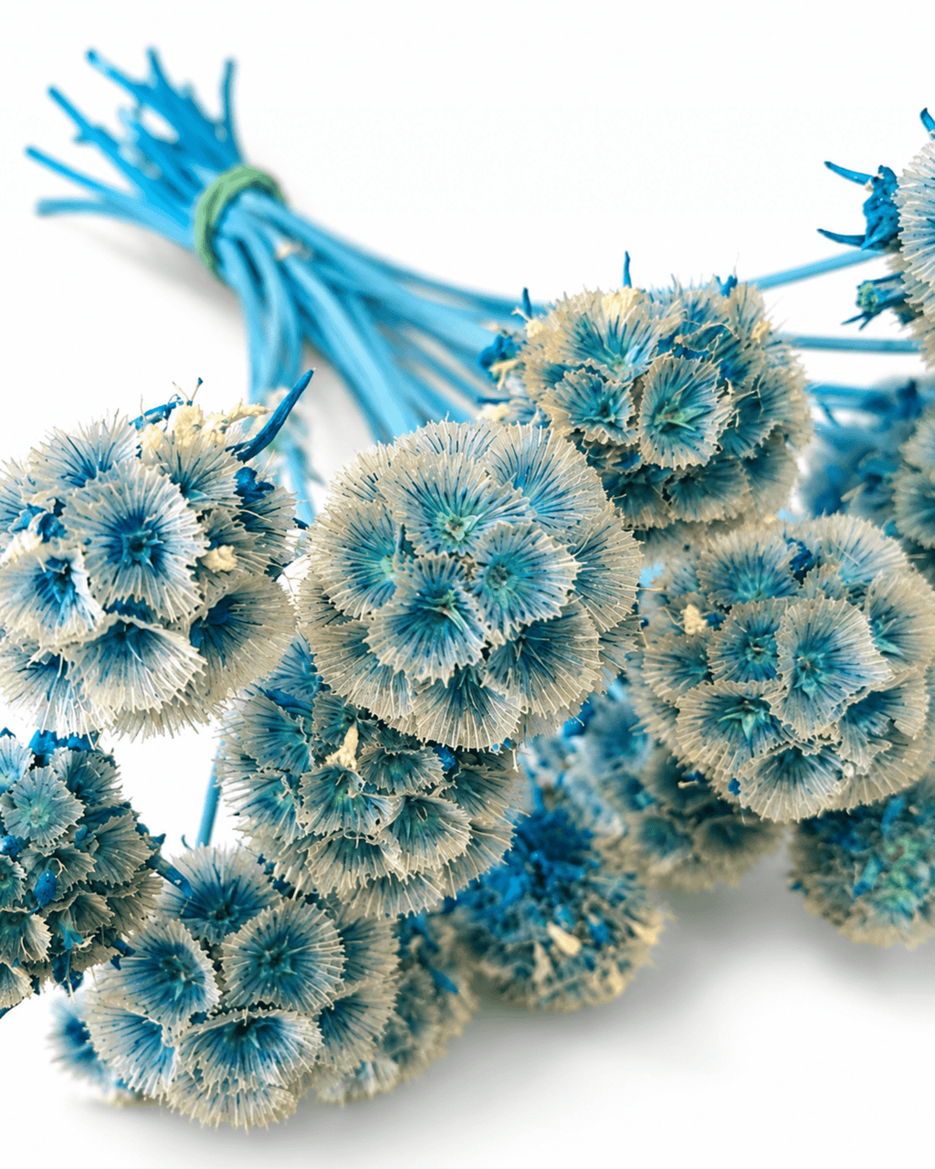 Preserved Blue Scabiosa Stems - 15-20cm Starflower Pods (Bunch of 10) - Dried Flower Stems - Flor Chama Do Algarve
