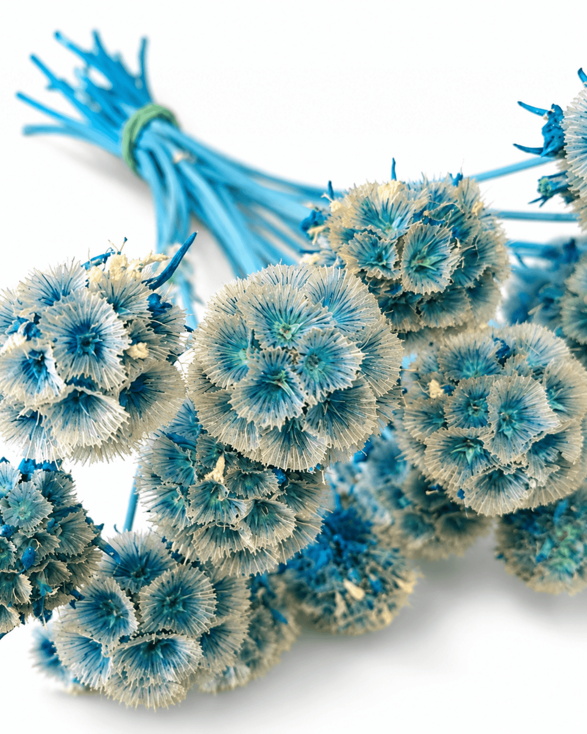Preserved Blue Scabiosa Stems - 15-20cm Starflower Pods (Bunch of 10) - Dried Flower Stems - Flor Chama Do Algarve
