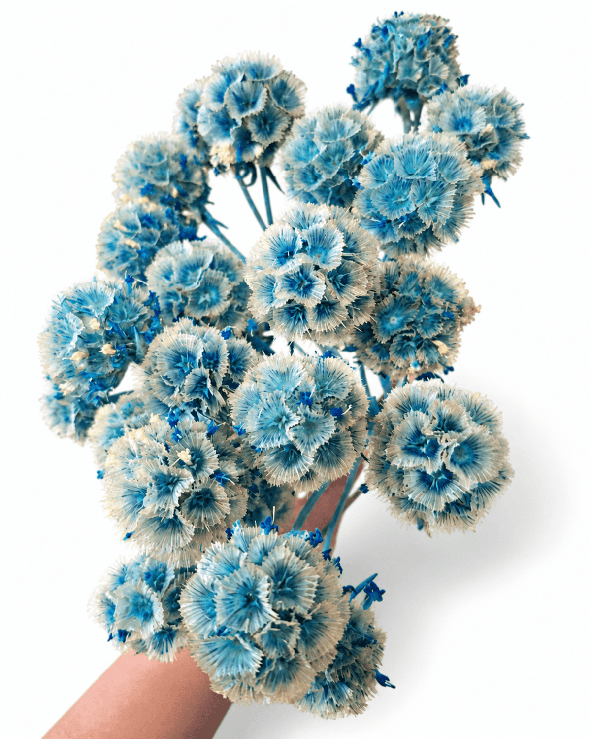 Preserved Blue Scabiosa Stems - 15-20cm Starflower Pods (Bunch of 10) - Dried Flower Stems - Flor Chama Do Algarve