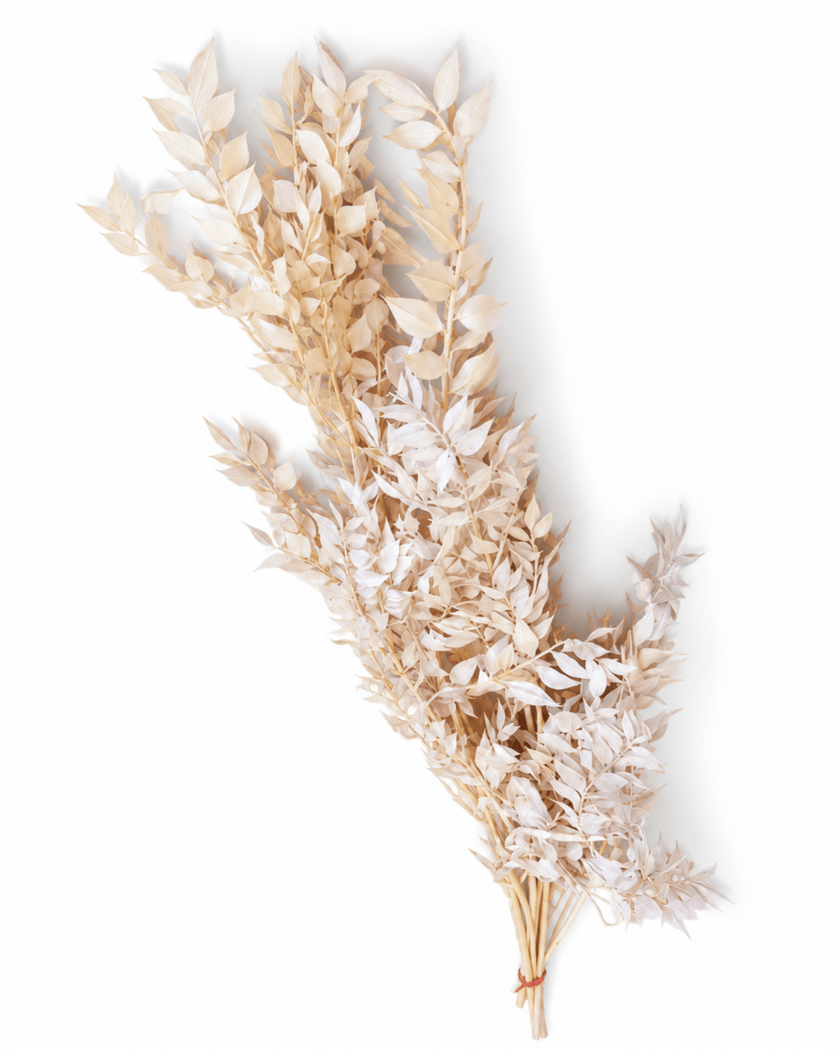 Preserved Blush Pink & Beige Ruscus Stems - 35-50cm Italian Foliage (Bunch of 5) - Dried Flower Stems - Flor Chama Do Algarve