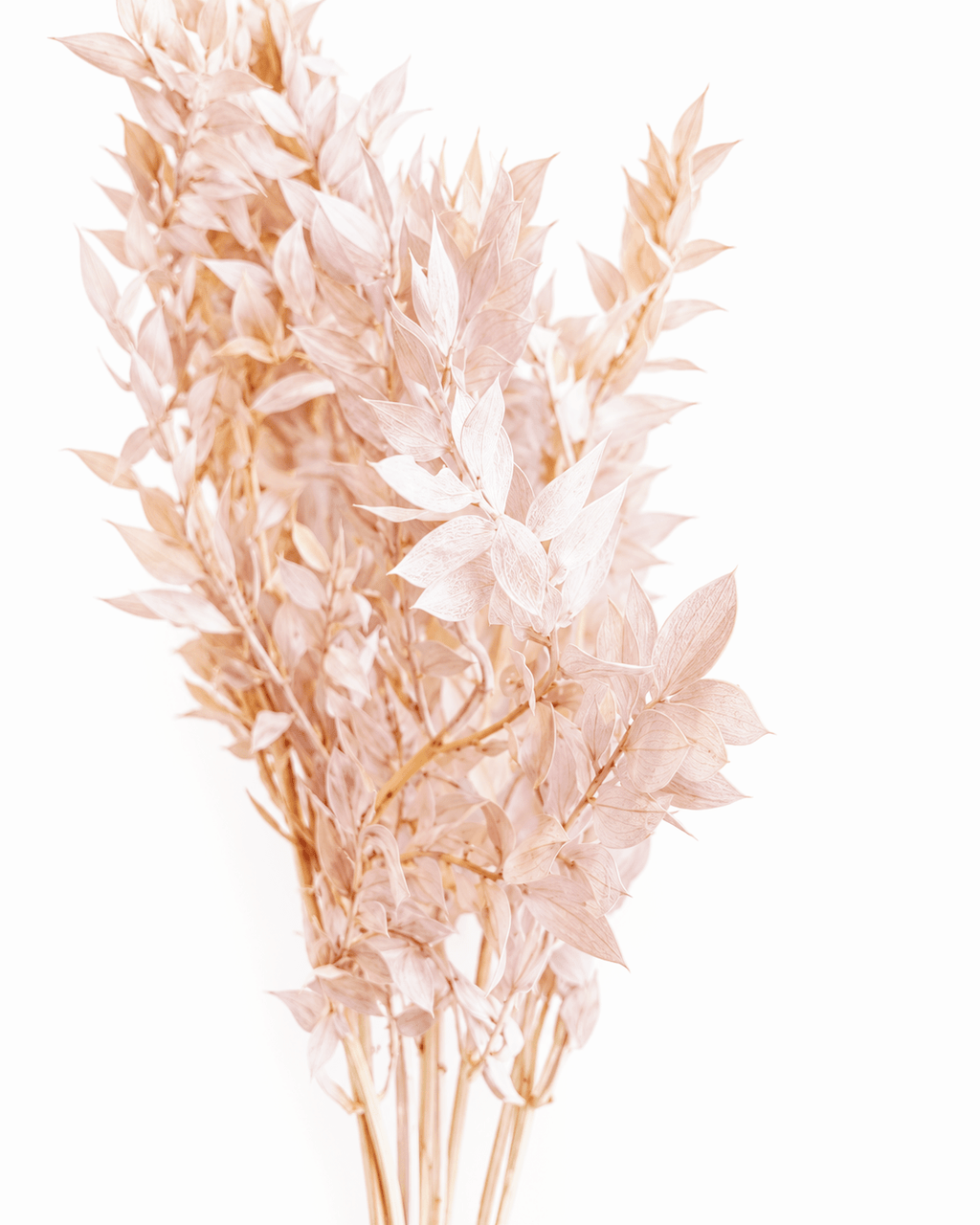 Preserved Blush Pink & Beige Ruscus Stems - 35-50cm Italian Foliage (Bunch of 5) - Dried Flower Stems - Flor Chama Do Algarve