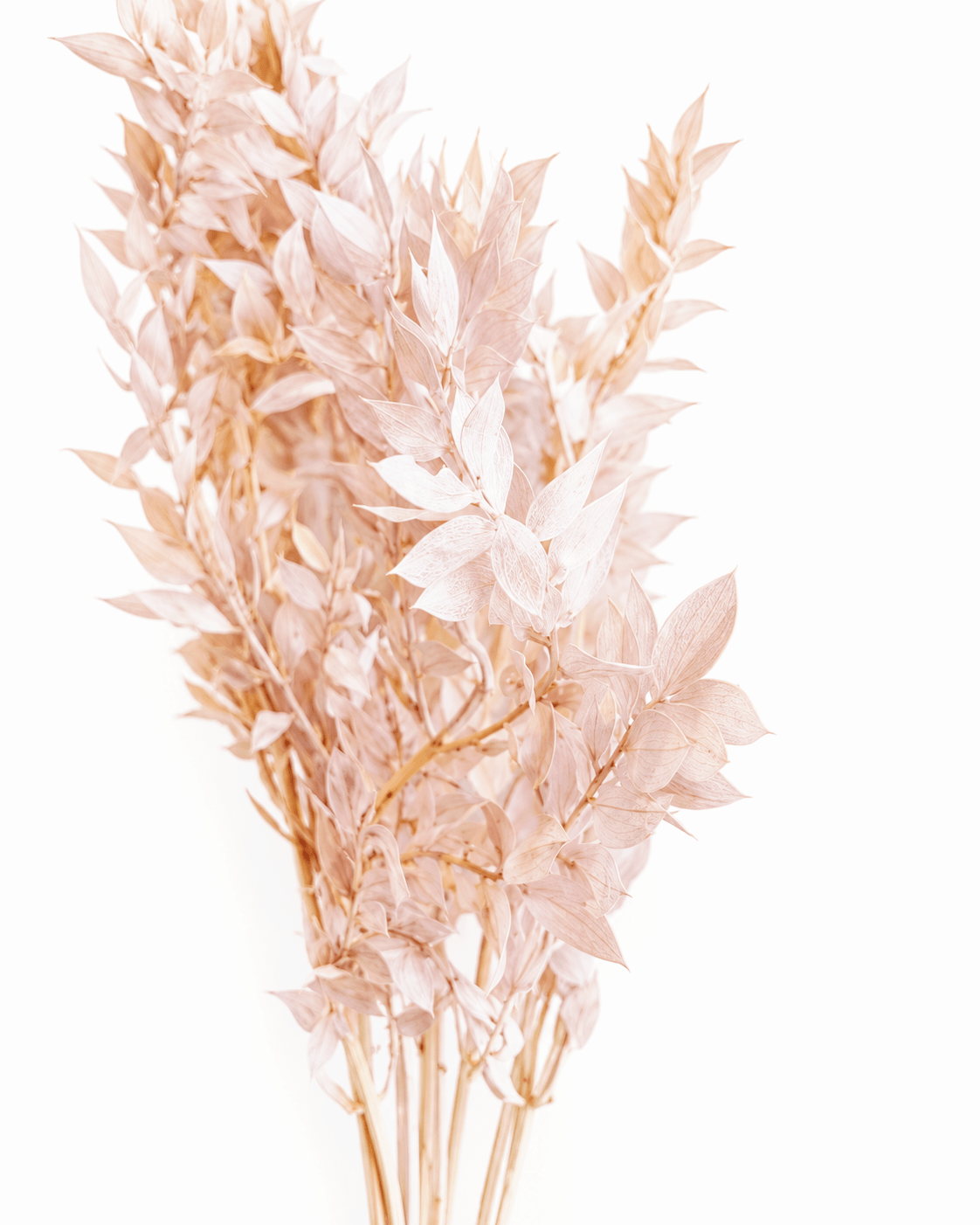 Preserved Blush Pink & Beige Ruscus Stems - 35-50cm Italian Foliage (Bunch of 5) - Dried Flower Stems - Flor Chama Do Algarve