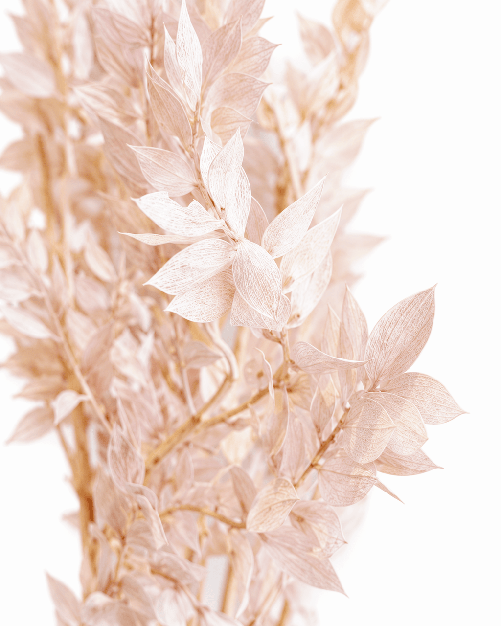 Preserved Blush Pink & Beige Ruscus Stems - 35-50cm Italian Foliage (Bunch of 5) - Dried Flower Stems - Flor Chama Do Algarve