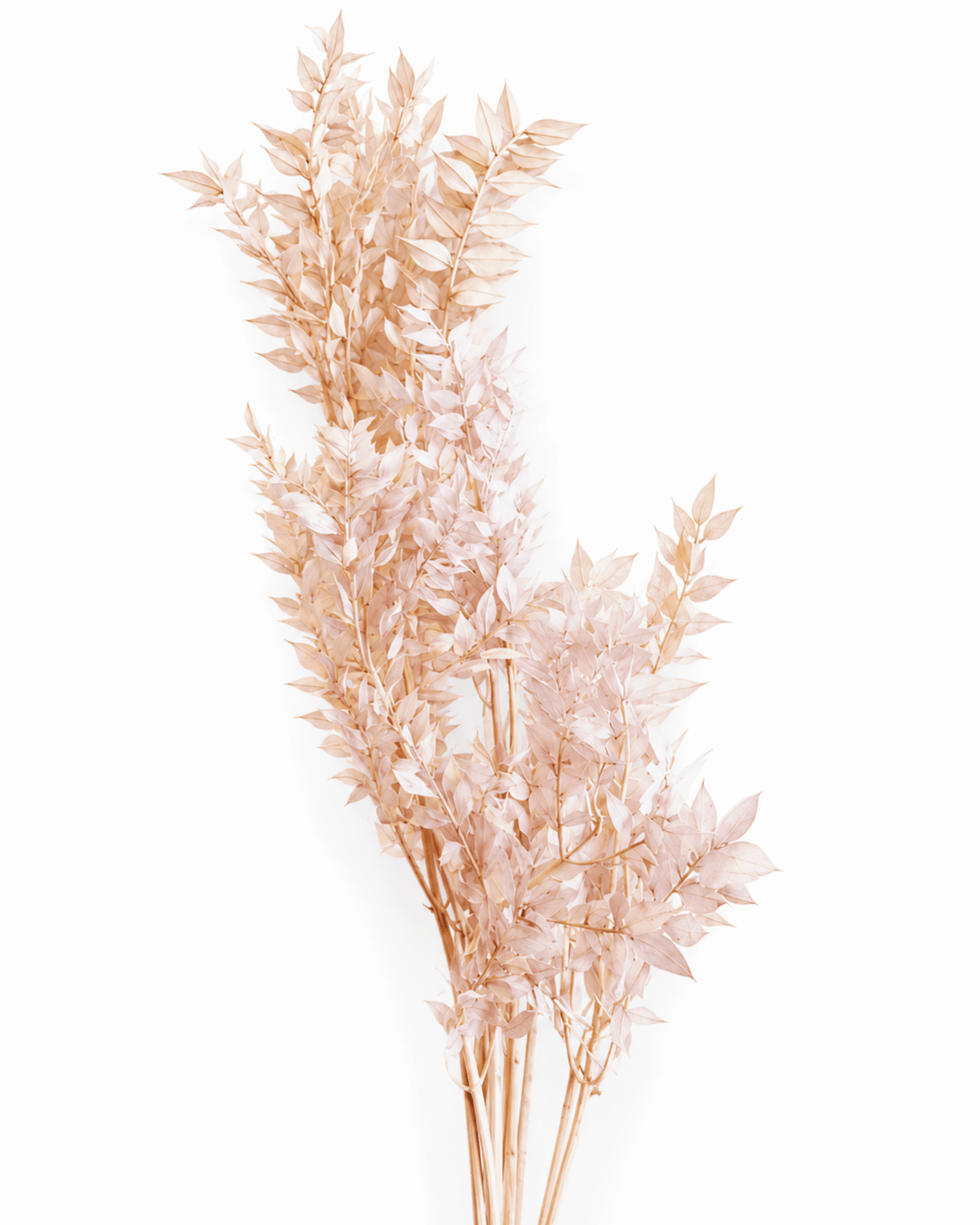 Preserved Blush Pink & Beige Ruscus Stems - 35-50cm Italian Foliage (Bunch of 5) - Dried Flower Stems - Flor Chama Do Algarve