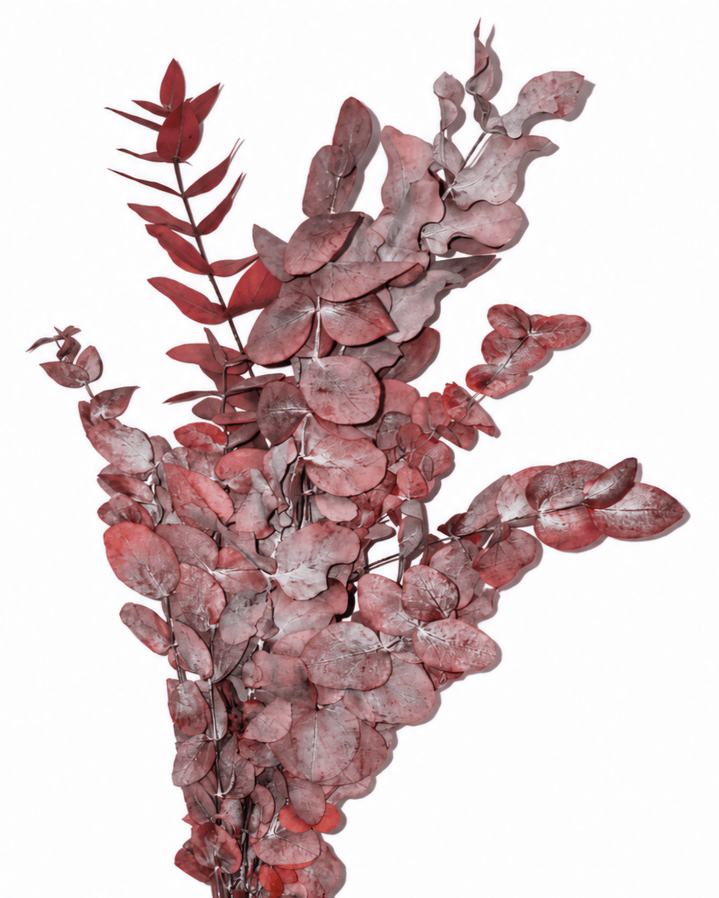Preserved Burgundy Red Eucalyptus Cinerea Stems - Bunch 120-150g - Dried Flower Stems - Flor Chama Do Algarve