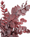 Preserved Burgundy Red Eucalyptus Cinerea Stems - Bunch 120-150g - Dried Flower Stems - Flor Chama Do Algarve