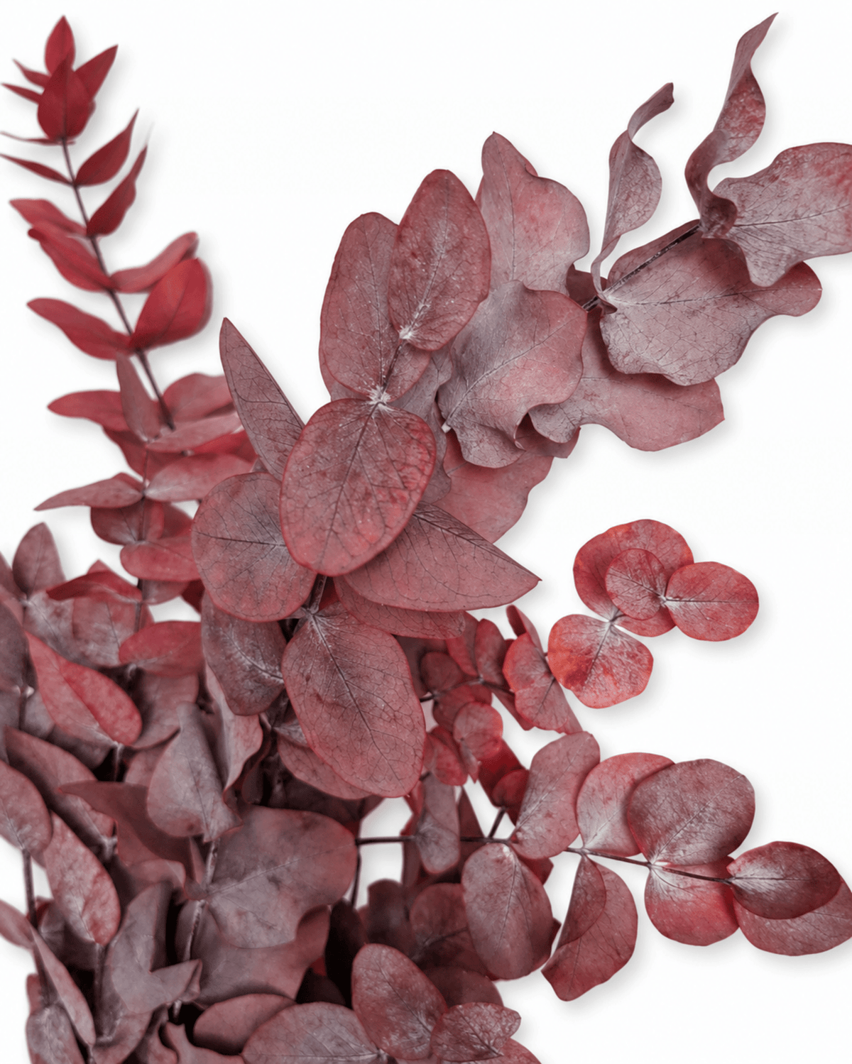 Preserved Burgundy Red Eucalyptus Cinerea Stems - Bunch 120-150g - Dried Flower Stems - Flor Chama Do Algarve