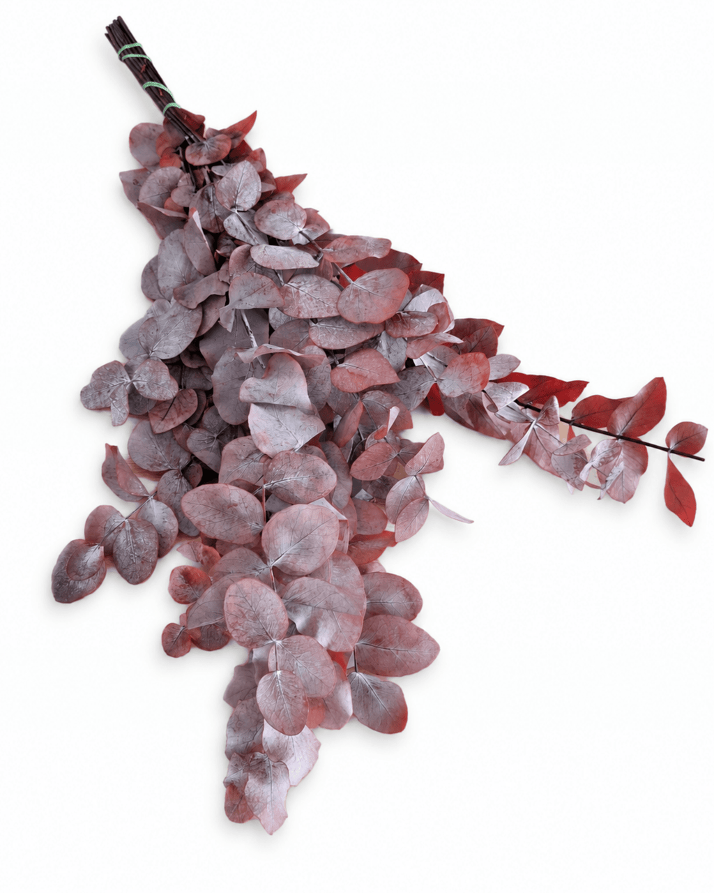 Preserved Burgundy Red Eucalyptus Cinerea Stems - Bunch 120-150g - Dried Flower Stems - Flor Chama Do Algarve