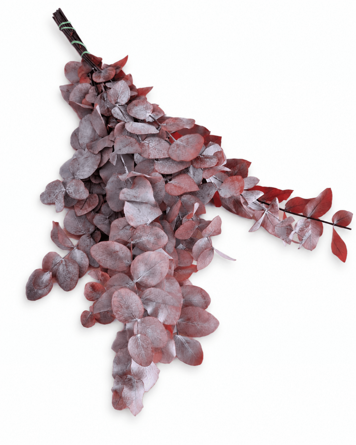 Preserved Burgundy Red Eucalyptus Cinerea Stems - Bunch 120-150g - Dried Flower Stems - Flor Chama Do Algarve
