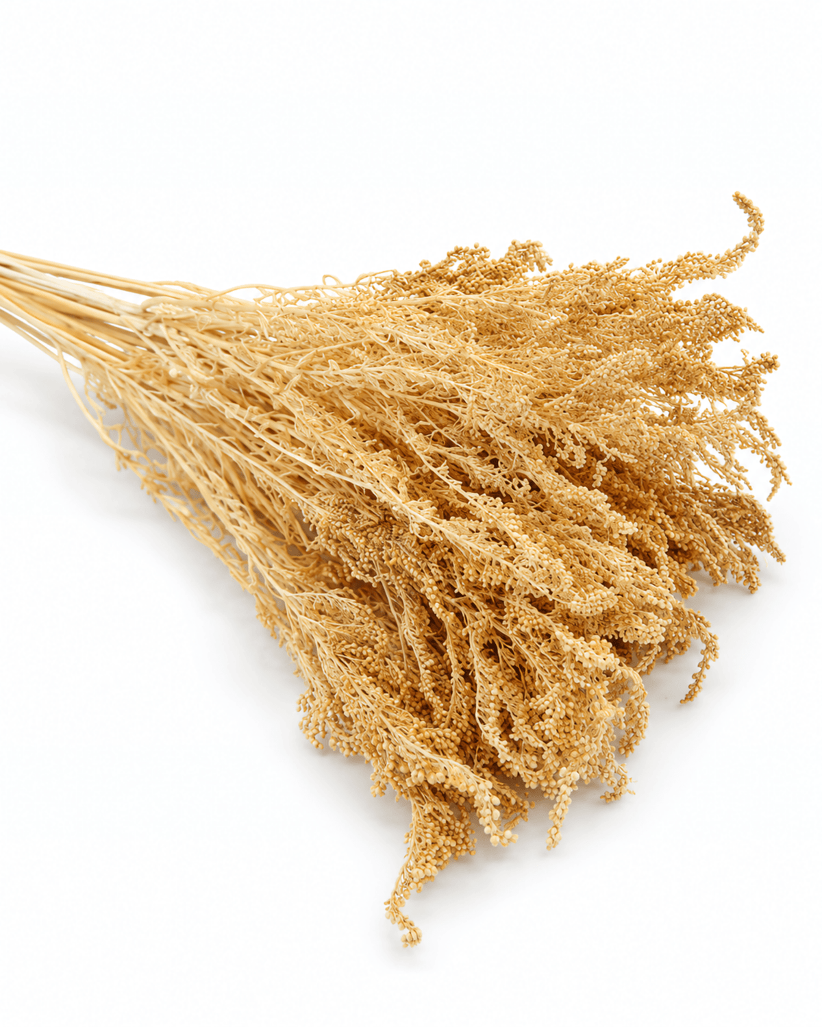 Preserved Creamy Beige Solidago Stems - 55-60cm Goldenrod Foliage (Bunch of 10) - Dried Flower Stems - Flor Chama Do Algarve