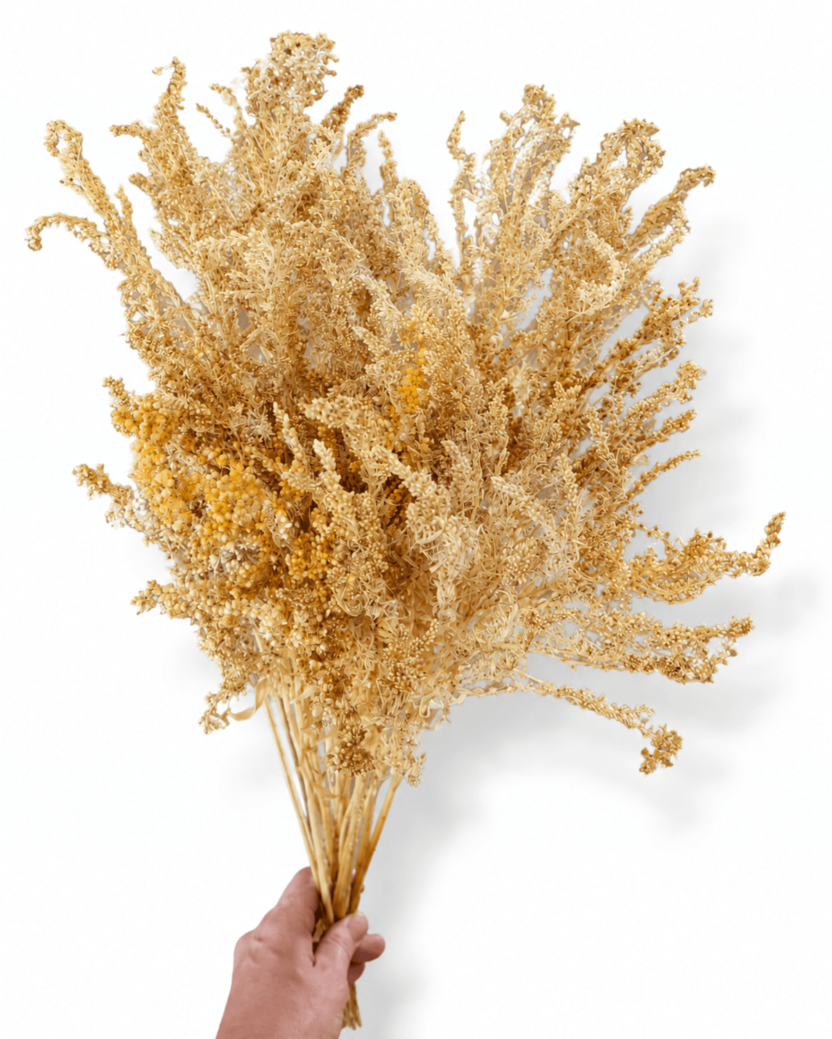 Preserved Creamy Beige Solidago Stems - 55-60cm Goldenrod Foliage (Bunch of 10) - Dried Flower Stems - Flor Chama Do Algarve