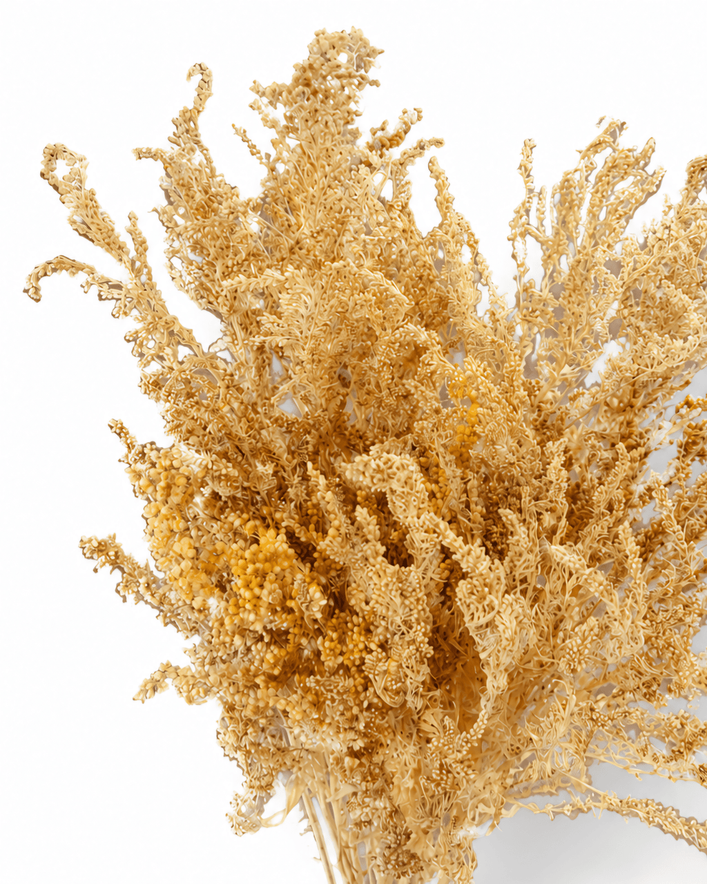 Preserved Creamy Beige Solidago Stems - 55-60cm Goldenrod Foliage (Bunch of 10) - Dried Flower Stems - Flor Chama Do Algarve