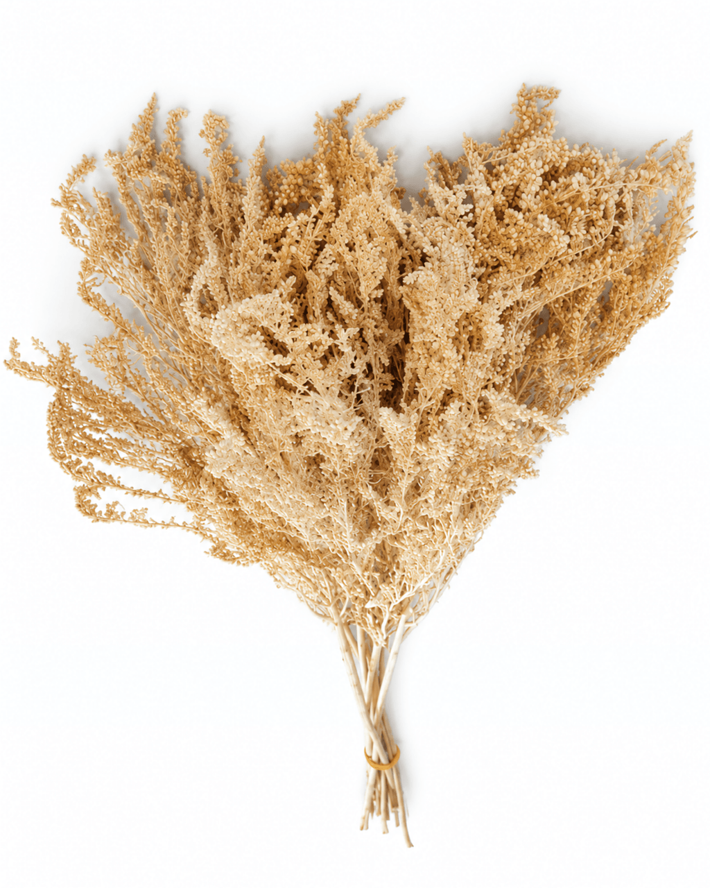 Preserved Creamy Beige Solidago Stems - 55-60cm Goldenrod Foliage (Bunch of 10) - Dried Flower Stems - Flor Chama Do Algarve