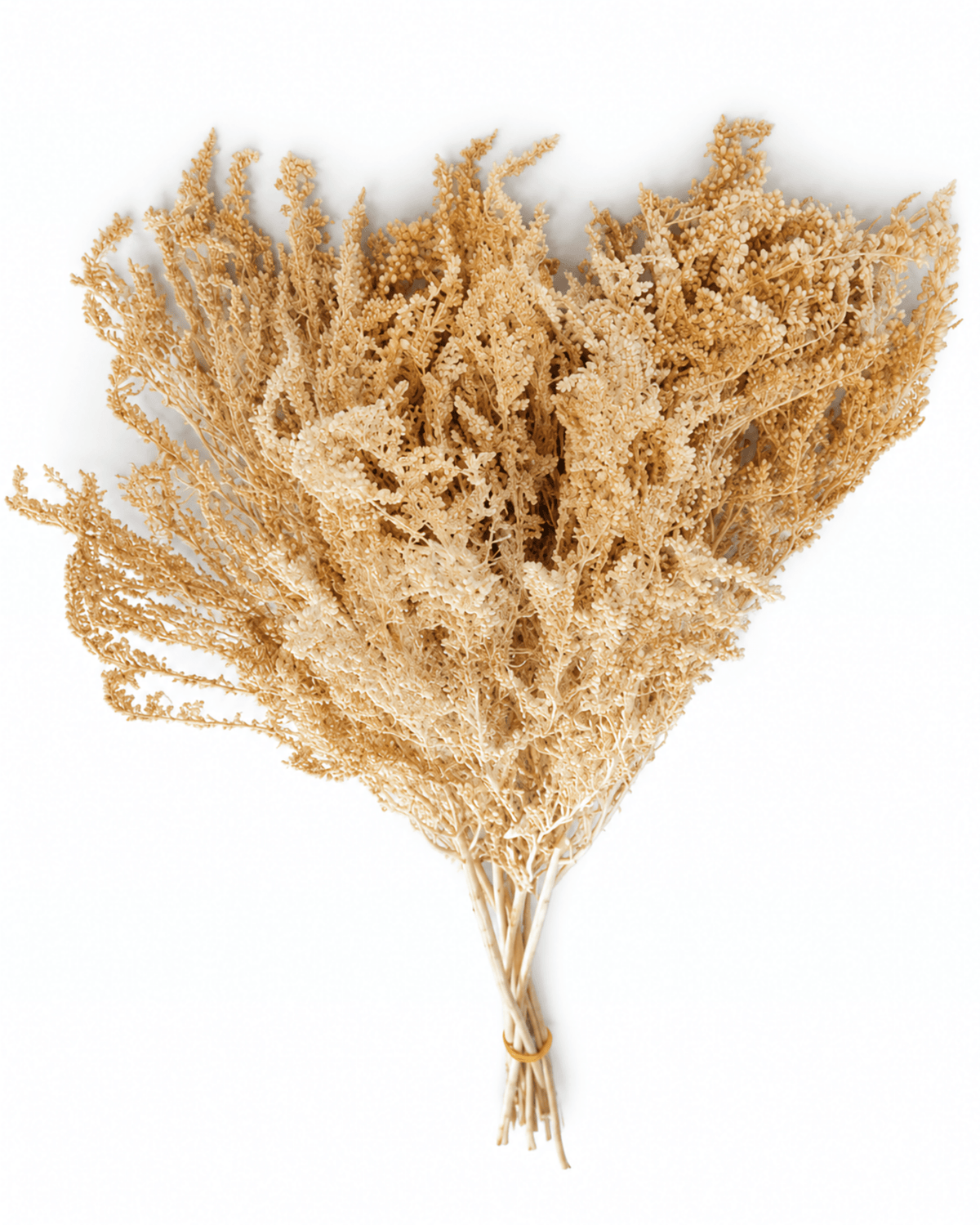Preserved Creamy Beige Solidago Stems - 55-60cm Goldenrod Foliage (Bunch of 10) - Dried Flower Stems - Flor Chama Do Algarve