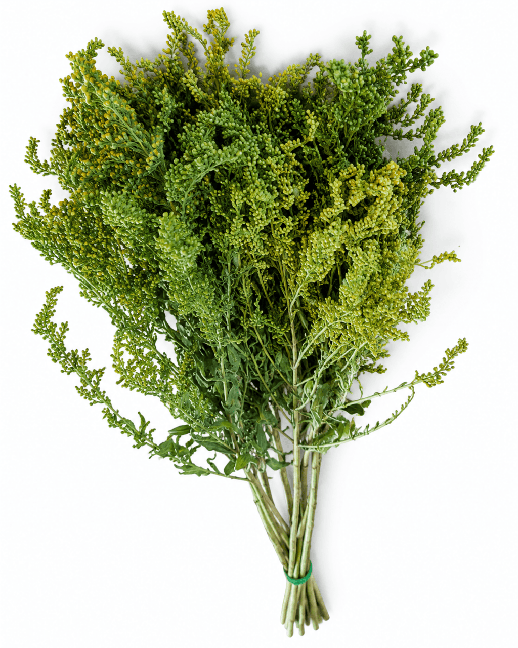 Preserved Green Solidago Stems - 55-60cm Goldenrod Foliage (Bunch of 10) - Dried Flower Stems - Flor Chama Do Algarve