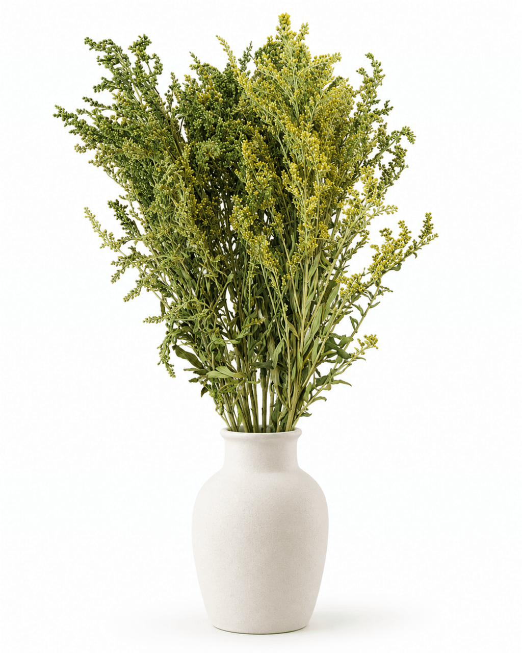 Preserved Green Solidago Stems - 55-60cm Goldenrod Foliage (Bunch of 10) - Dried Flower Stems - Flor Chama Do Algarve