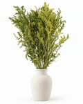 Preserved Green Solidago Stems - 55-60cm Goldenrod Foliage (Bunch of 10) - Dried Flower Stems - Flor Chama Do Algarve