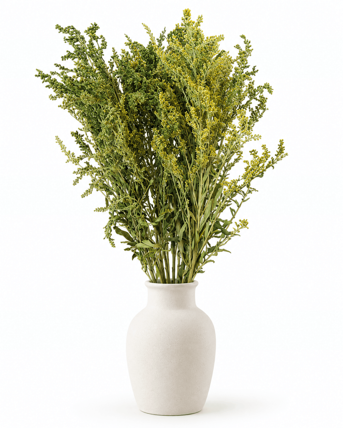 Preserved Green Solidago Stems - 55-60cm Goldenrod Foliage (Bunch of 10) - Dried Flower Stems - Flor Chama Do Algarve