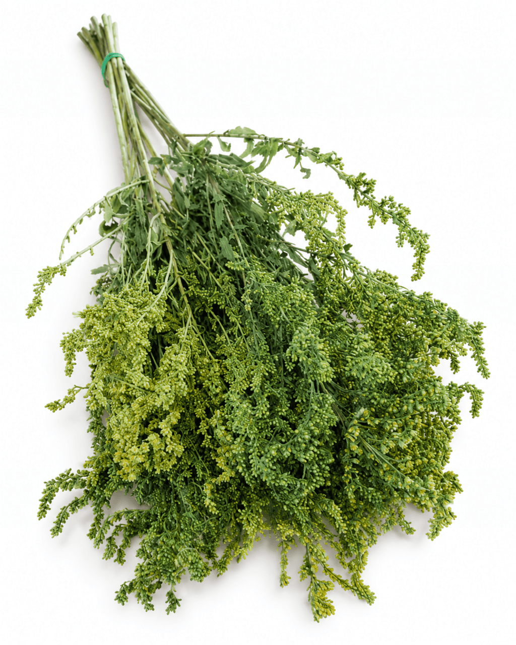 Preserved Green Solidago Stems - 55-60cm Goldenrod Foliage (Bunch of 10) - Dried Flower Stems - Flor Chama Do Algarve