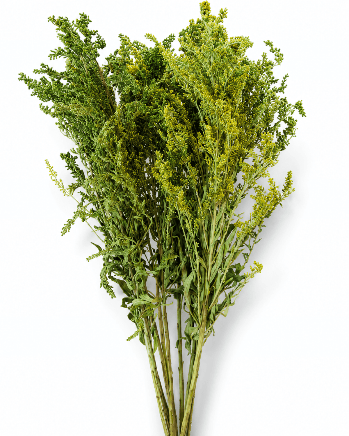 Preserved Green Solidago Stems - 55-60cm Goldenrod Foliage (Bunch of 10) - Dried Flower Stems - Flor Chama Do Algarve