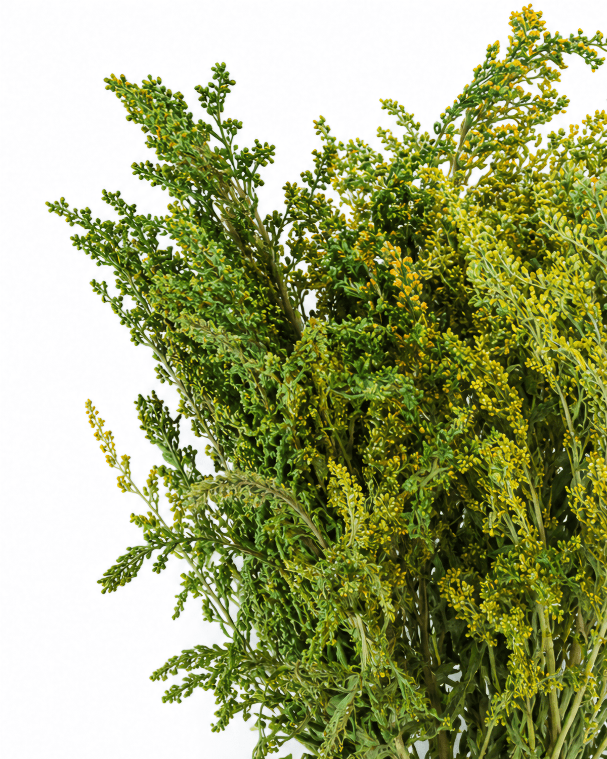 Preserved Green Solidago Stems - 55-60cm Goldenrod Foliage (Bunch of 10) - Dried Flower Stems - Flor Chama Do Algarve