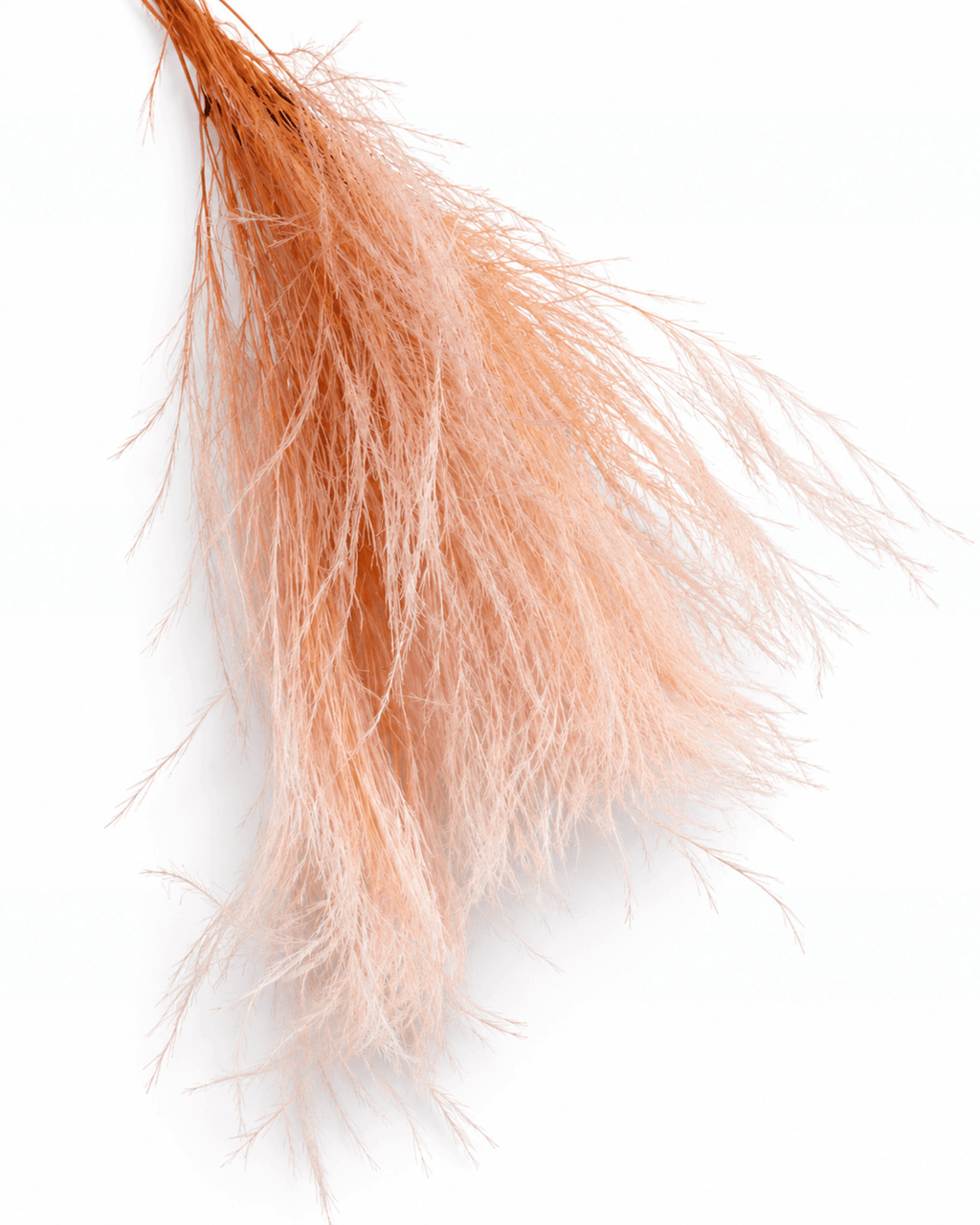 Preserved Light Pink Asparagus Fern Bunch - 9-10 Stems Pastel Floral Filler - Dried Flower Stems - Flor Chama Do Algarve