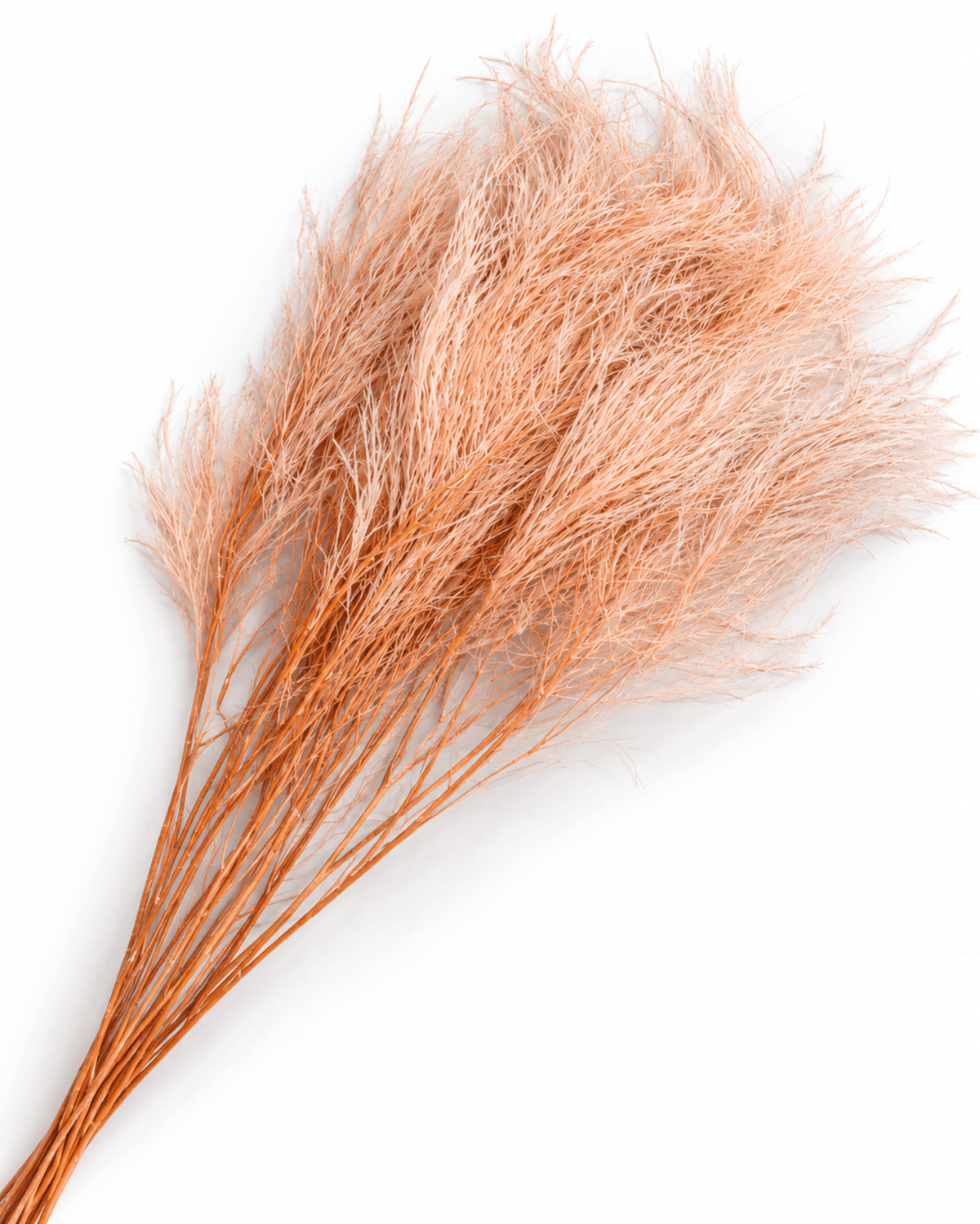 Preserved Light Pink Asparagus Fern Bunch - 9-10 Stems Pastel Floral Filler - Dried Flower Stems - Flor Chama Do Algarve