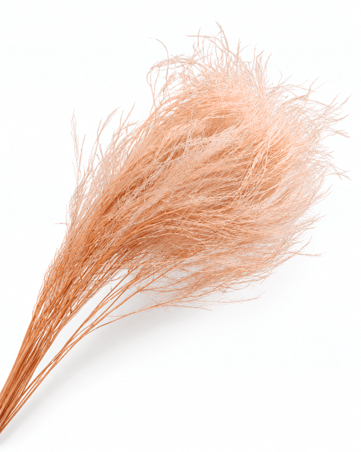 Preserved Light Pink Asparagus Fern Bunch - 9-10 Stems Pastel Floral Filler - Dried Flower Stems - Flor Chama Do Algarve