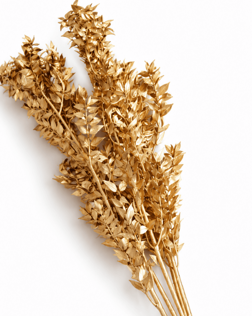 Preserved Metallic Gold Ruscus Bunch - 5 Stems 45-60 cm Italian Ruscus - Dried Flower Stems - Flor Chama Do Algarve