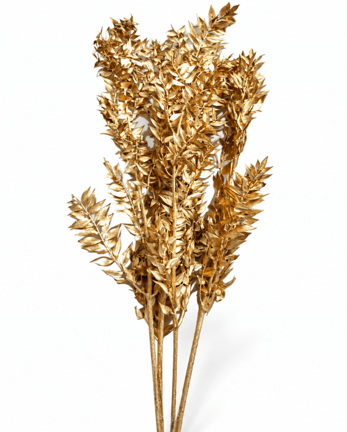 Preserved Metallic Gold Ruscus Bunch - 5 Stems 45-60 cm Italian Ruscus - Dried Flower Stems - Flor Chama Do Algarve