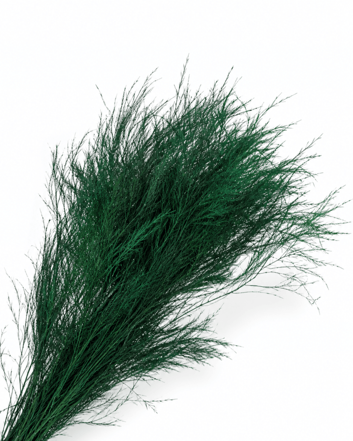 Preserved Rich Green Asparagus Plumosus Bunch - 80g 70cm Natural Fern Stems - Dried Flower Stems - Flor Chama Do Algarve