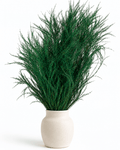 Preserved Rich Green Asparagus Plumosus Bunch - 80g 70cm Natural Fern Stems - Dried Flower Stems - Flor Chama Do Algarve