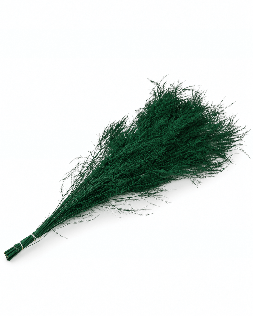 Preserved Rich Green Asparagus Plumosus Bunch - 80g 70cm Natural Fern Stems - Dried Flower Stems - Flor Chama Do Algarve