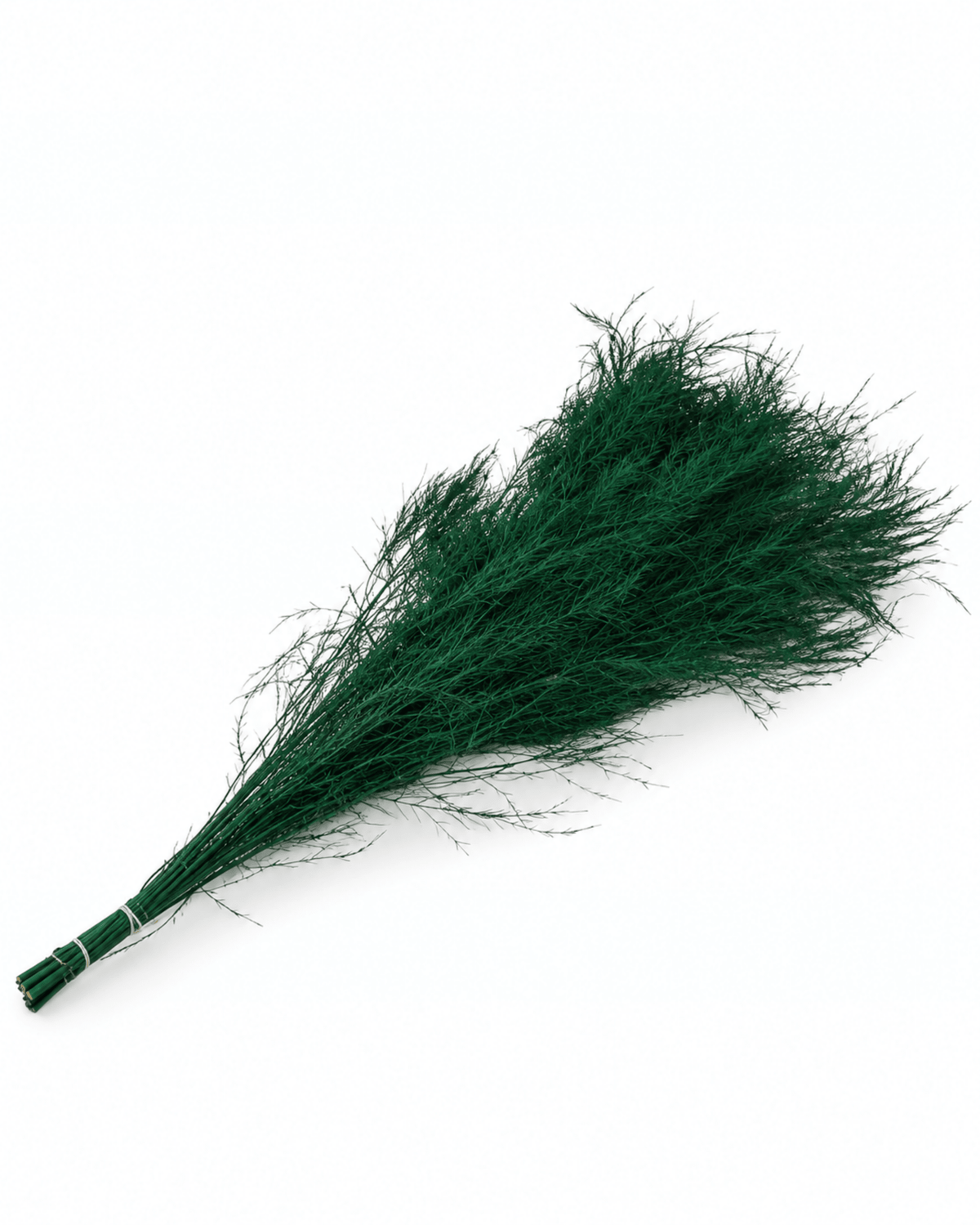 Preserved Rich Green Asparagus Plumosus Bunch - 80g 70cm Natural Fern Stems - Dried Flower Stems - Flor Chama Do Algarve