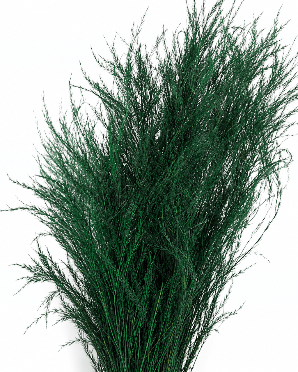 Preserved Rich Green Asparagus Plumosus Bunch - 80g 70cm Natural Fern Stems - Dried Flower Stems - Flor Chama Do Algarve