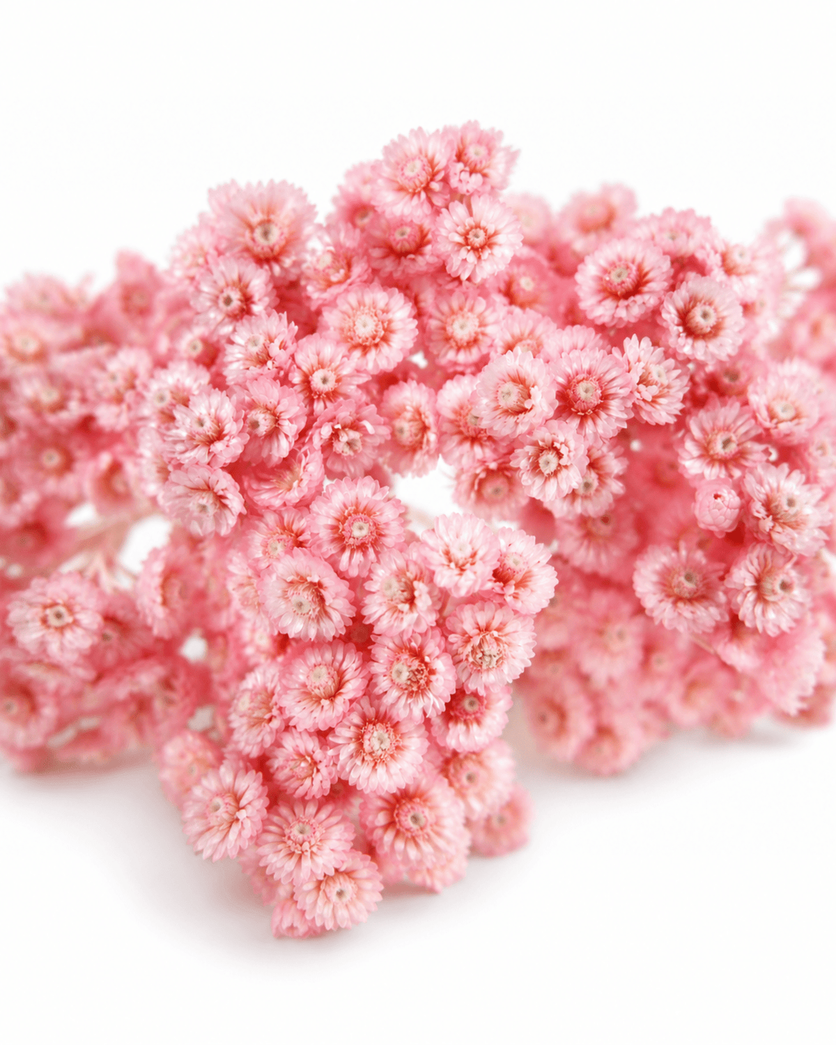 Preserved Vintage Pink Glixia Flowers Bunch - Dried Mini Starflowers 50g 40cm - Dried Flower Stems - Flor Chama Do Algarve