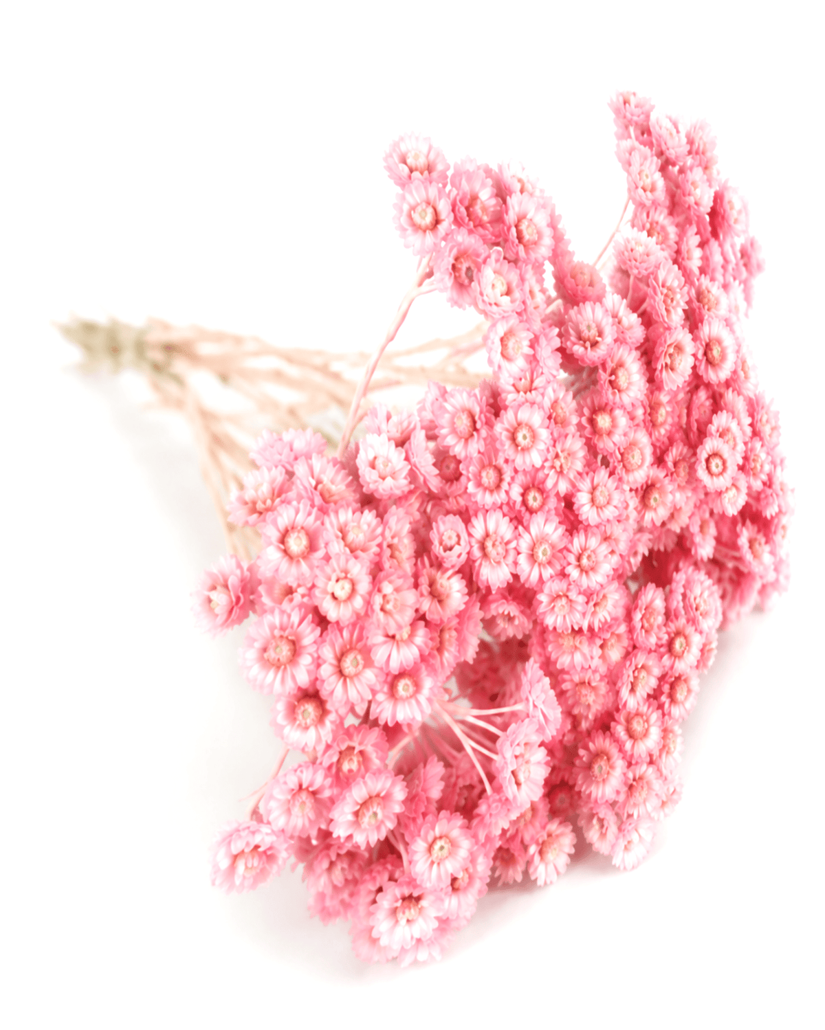 Side view of 40cm preserved vintage pink gnaphaliops flower stems.
