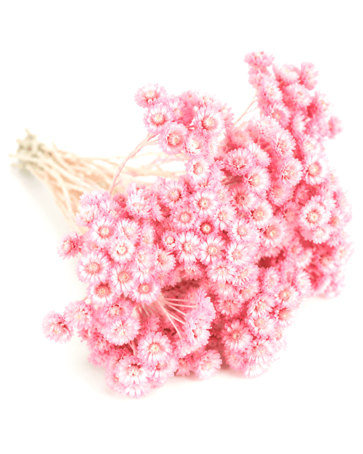Top view of small vintage pink preserved starflower blooms.
