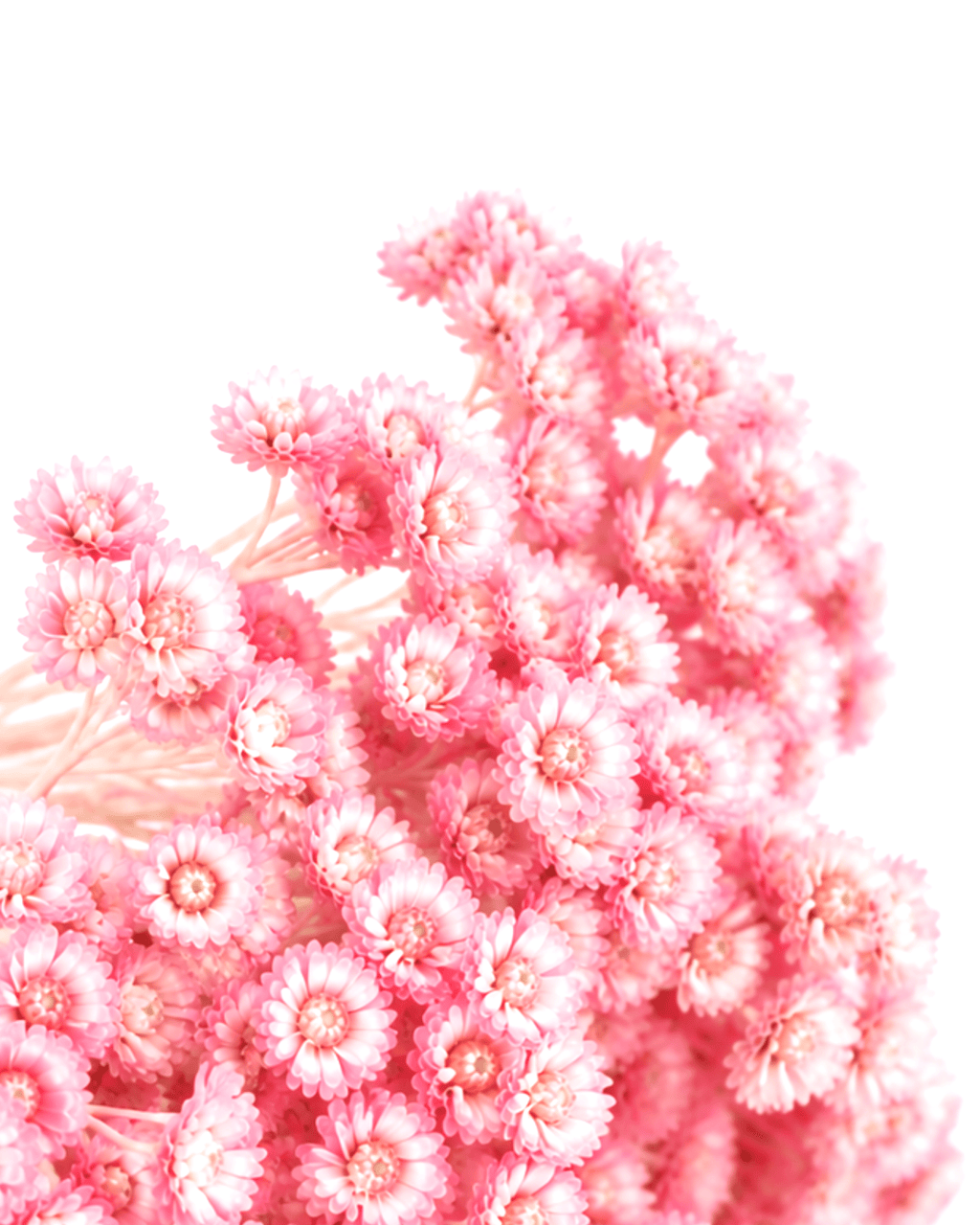 Detailed macro texture of delicate vintage pink preserved dried flowers.
