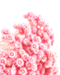 Detailed macro texture of delicate vintage pink preserved dried flowers.
