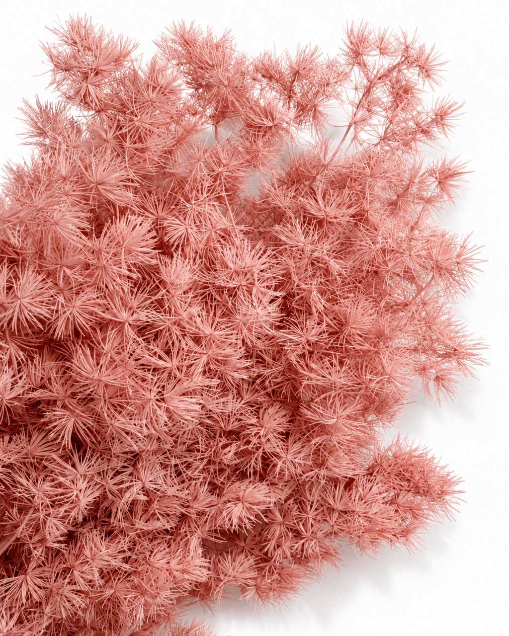Preserved Vintage Pink Ming Fern Stems - 50cm Asparagus Foliage Bunch (50g) - Dried Flower Stems - Flor Chama Do Algarve
