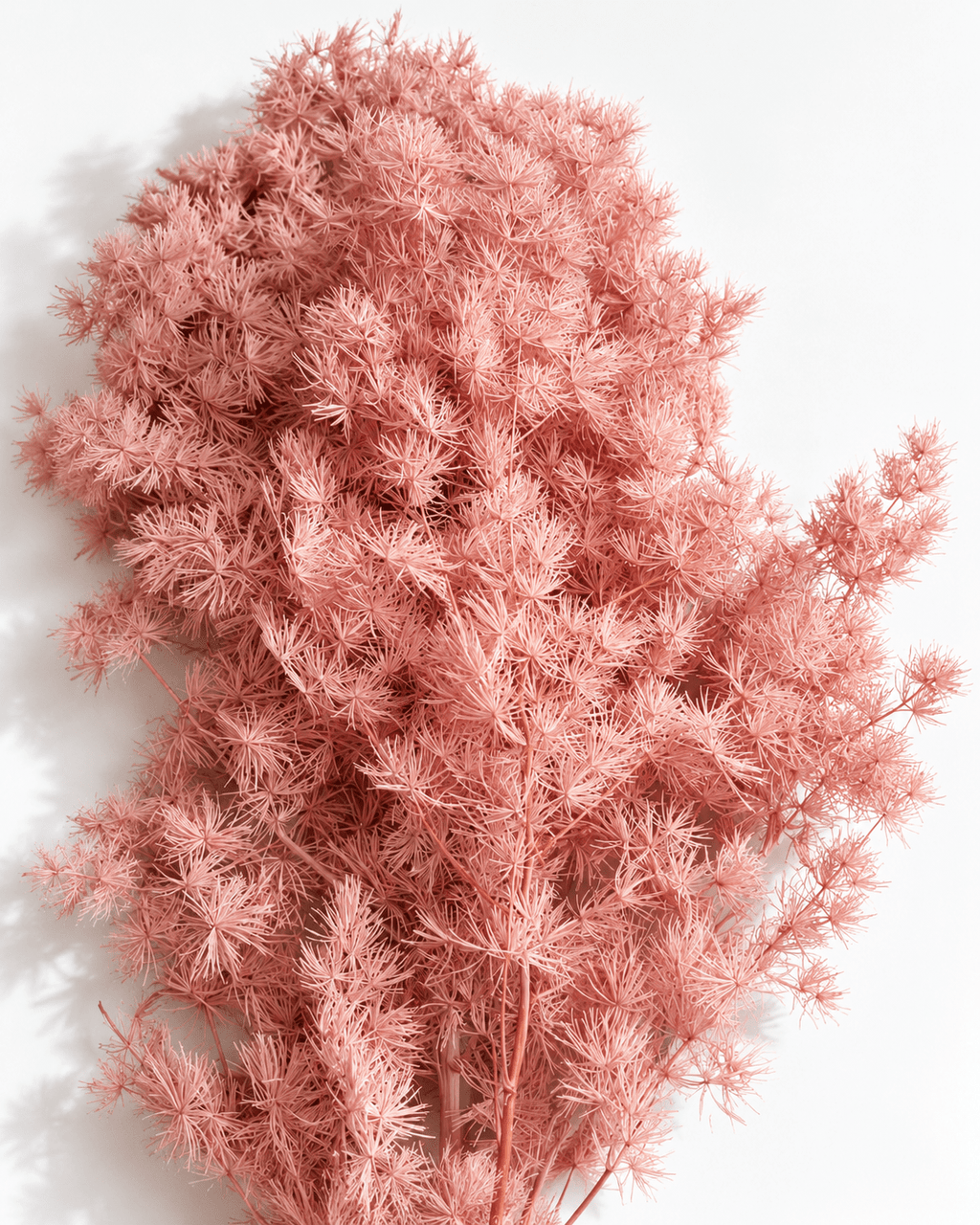 Preserved Vintage Pink Ming Fern Stems - 50cm Asparagus Foliage Bunch (50g) - Dried Flower Stems - Flor Chama Do Algarve