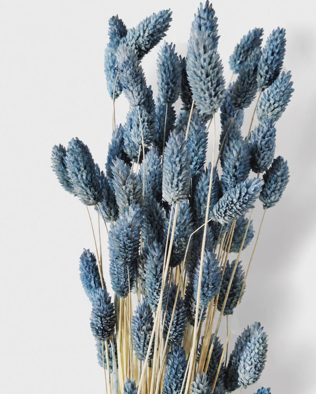 Blue Phalaris Stems, Dusty Blue Canary Grass Bunch