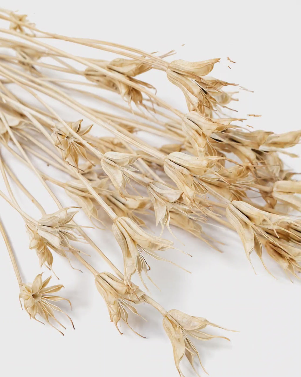 Natural Nigella Pods