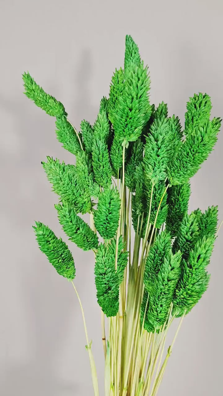 Green Phalaris Stems | Dried Flower Supply | Florist Material | Canary Grass Stems