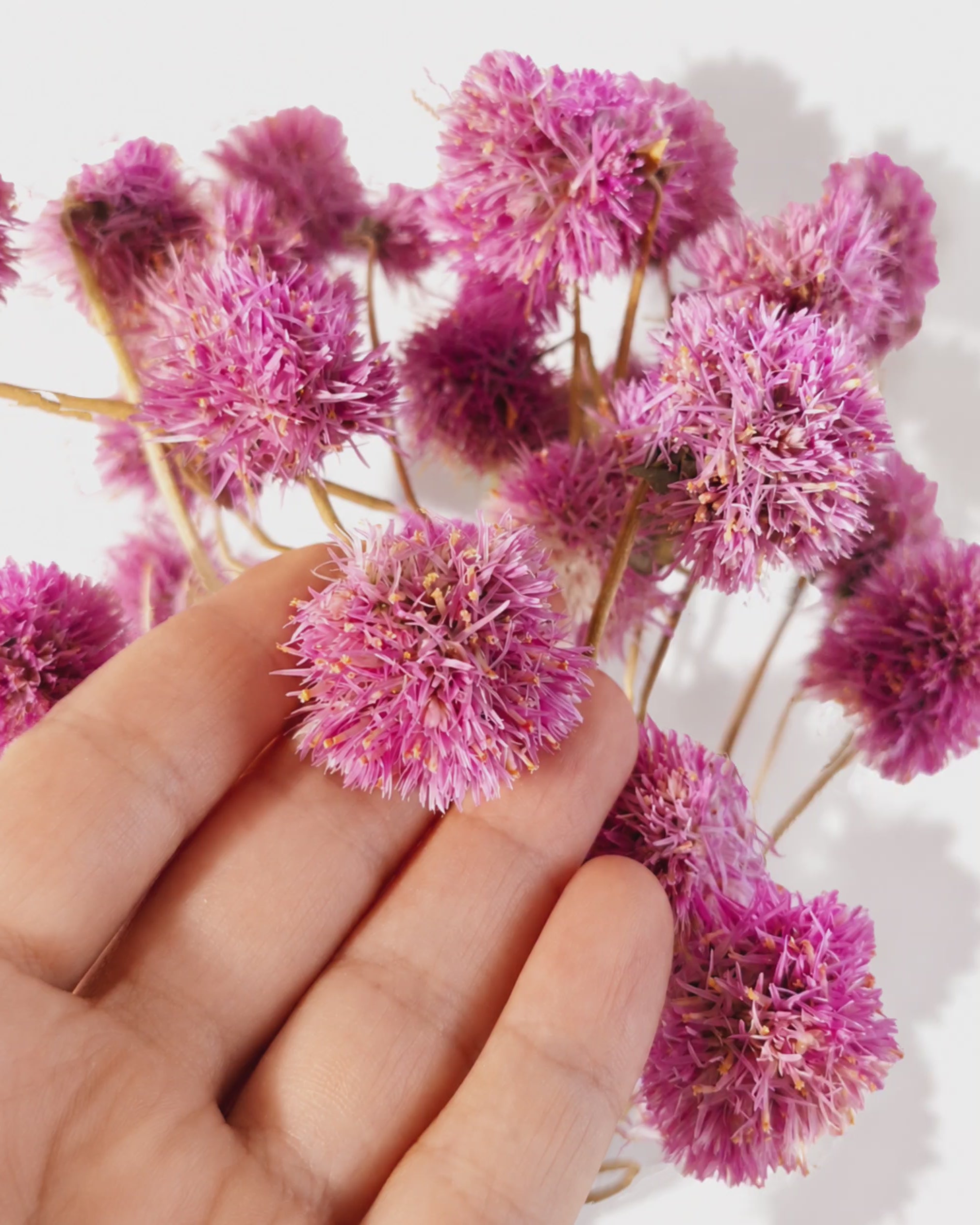 Premium Dried Pink Gomphrena Stems