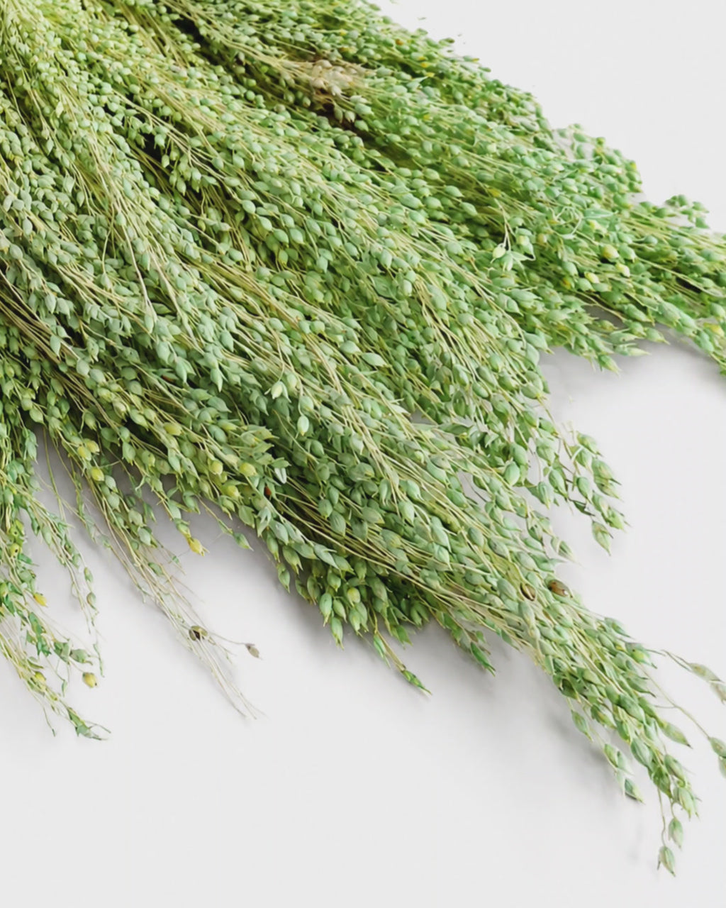 Green Dried Millet Stems