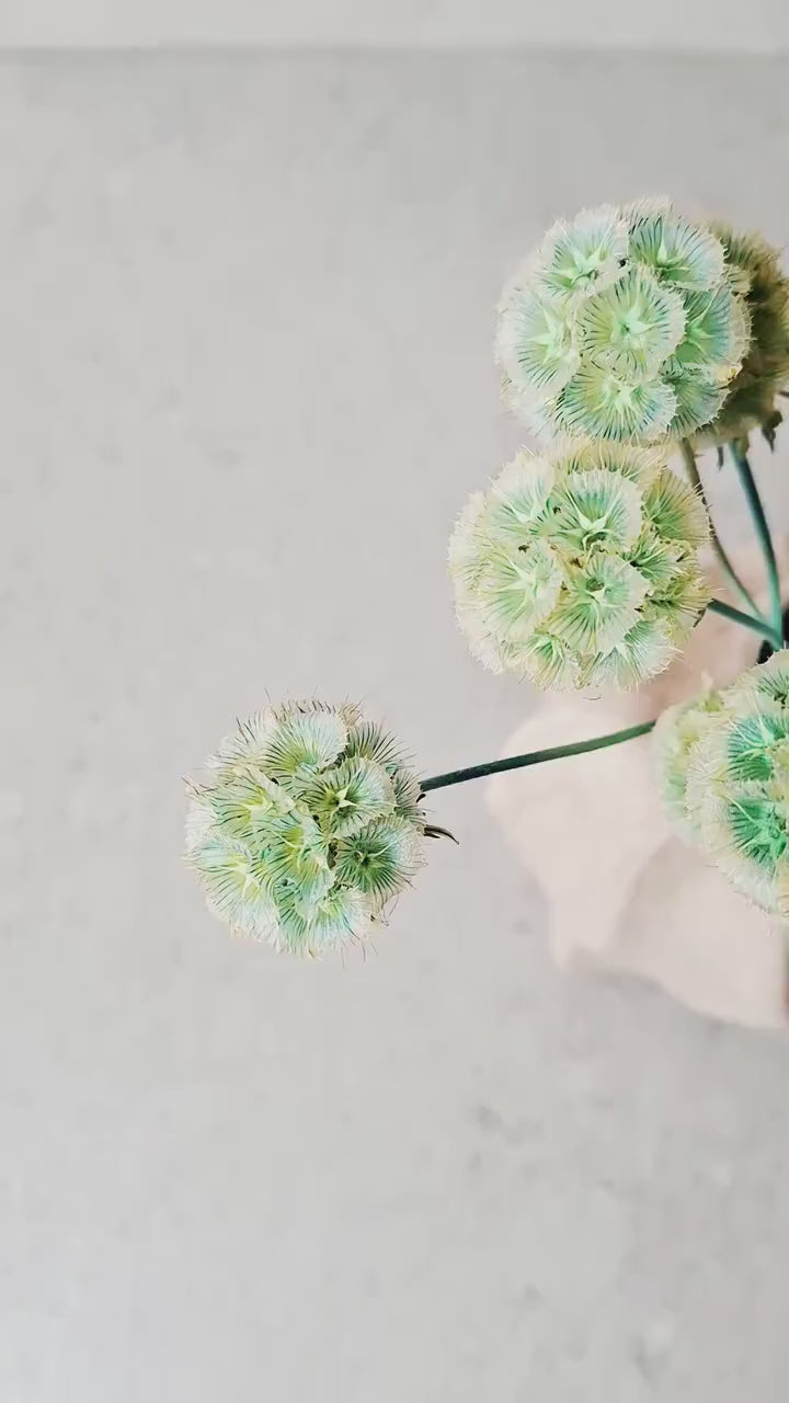 Mint Green Dried Scabiosa Pods Stems | Natural Dried Flower Stems | Florist Supply | DIY Craft Flowers
