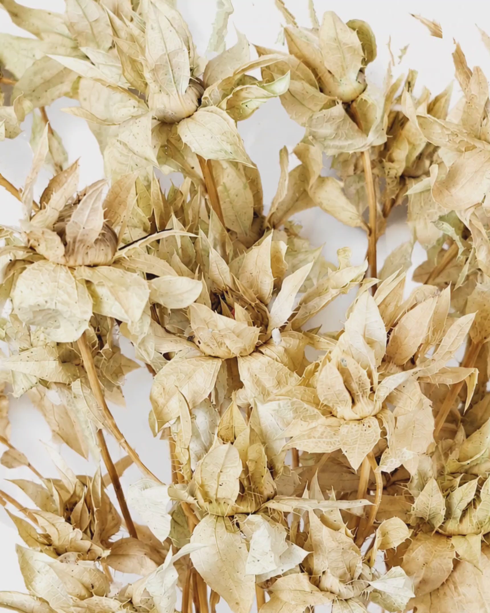 Preserved Safflower — Sage Beige