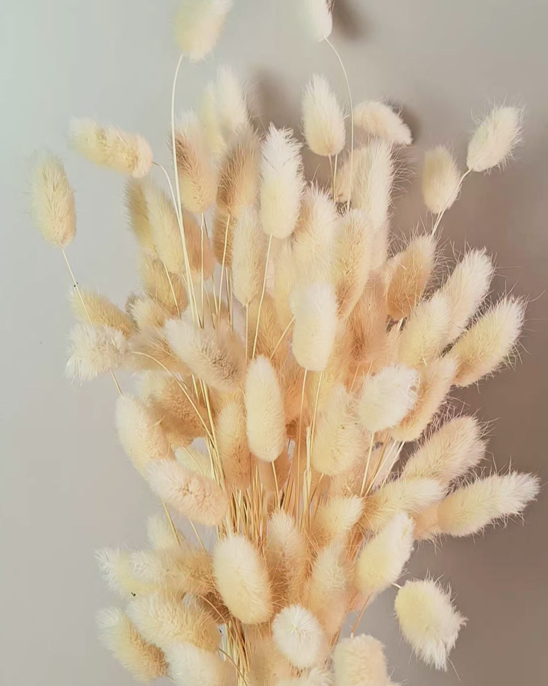 Soft Pink Lagurus Stems